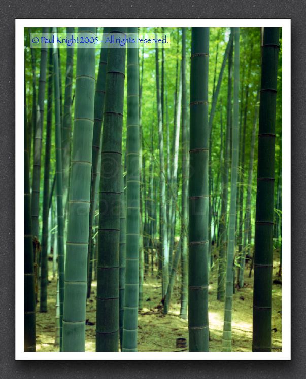 bamboo 4x5 (ii)