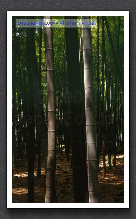 bamboo 4x5 (iii)