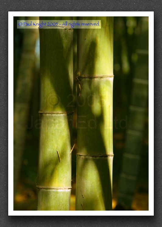 2 bamboo
