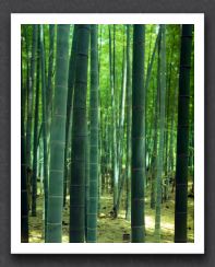 bamboo 4x5 (ii)